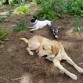 Un día de campo con mis primos/amigos Bulky y Golfo!!